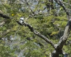 Notharchus hyperrhynchus
