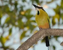 Bobo - Eumomota superciliosa 