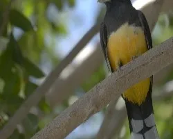 Trogon melanocephalus
