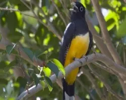 Trogon melanocephalus