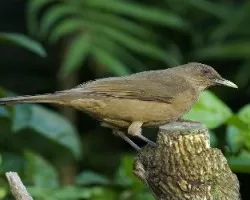 Turdus grayi