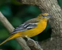 Hembra cacique