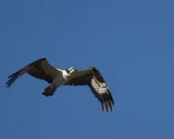 Ave en vuelo