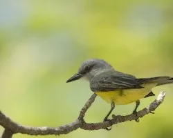 Pecho amarillo