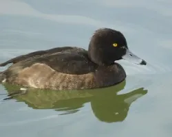 Pato anillado