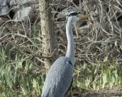 Garza