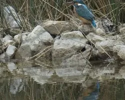 Common Kingfisher, Alcedo atthis