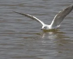 Gaviota