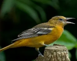 Cacique
