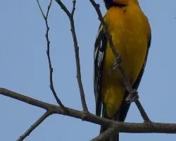 Icterus pustulatus
