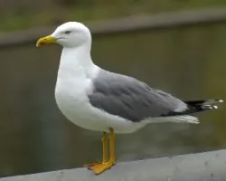 Larus michahellis