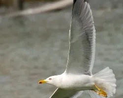 Gaviota