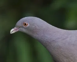 Pico
