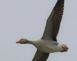En vuelo