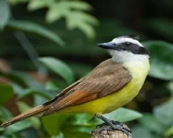 Pitangus sulphuratus 