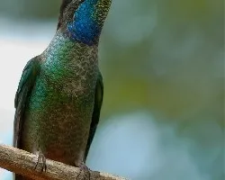 Colibri
