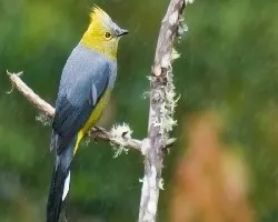 Ptilogonys caudatus