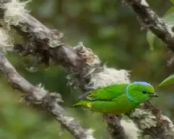 Chlorophonia callophrys