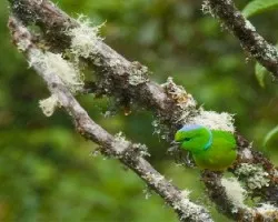 Chlorophonia callophrys