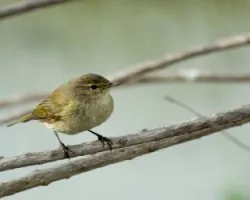 Phylloscopus collybita
