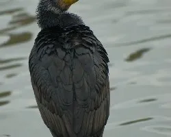 Phalacrocorax brasilianus
