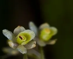 2 mm