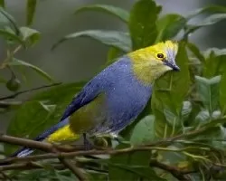 Ptilogonys caudatus 