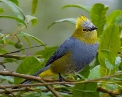 Ptilogonys caudatus 