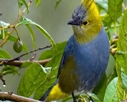 Ptilogonys caudatus 