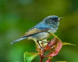Diglossa plumbea
