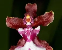 Flor individual