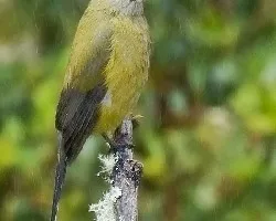 Hembra