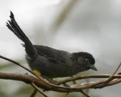 Pselliophorus tibialis