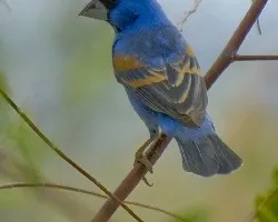 Passerina caerulea