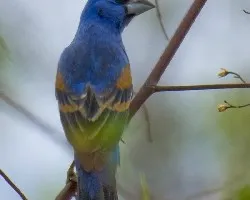 Passerina caerulea