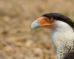 Caracara cheriway