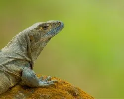 Black Iguana 