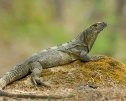 Black Iguana 