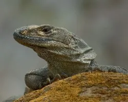 Black Iguana 