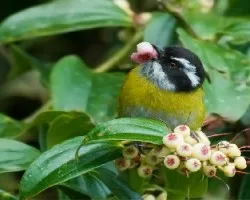 Comiendo