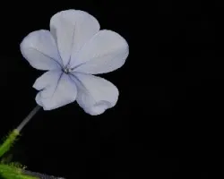 Flor