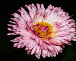 Flor e insecto