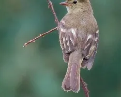 Elaenia frantzii 