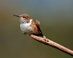 Selasphorus scintilla
