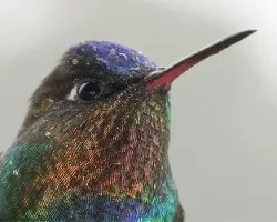 Primer Plano de un colibri