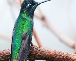 Colibri