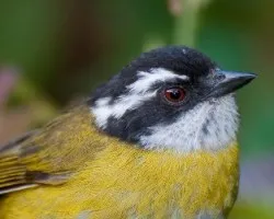 Chlorospingus pileatus