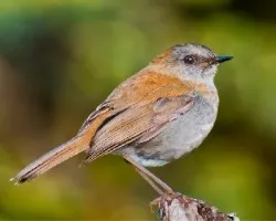 Catharus gracilirostris