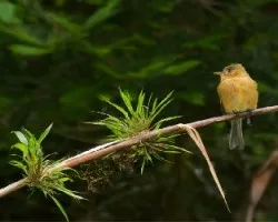 Contopus ochraceus