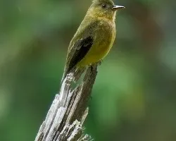 Contopus ochraceus